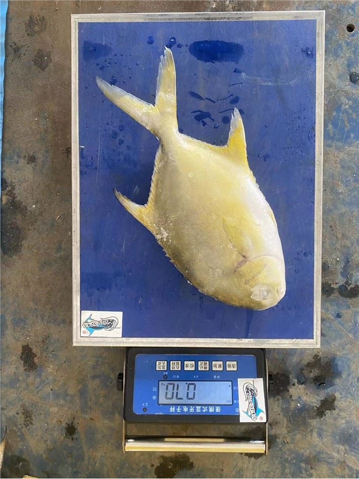 Golden Pomfret Wholesale Price