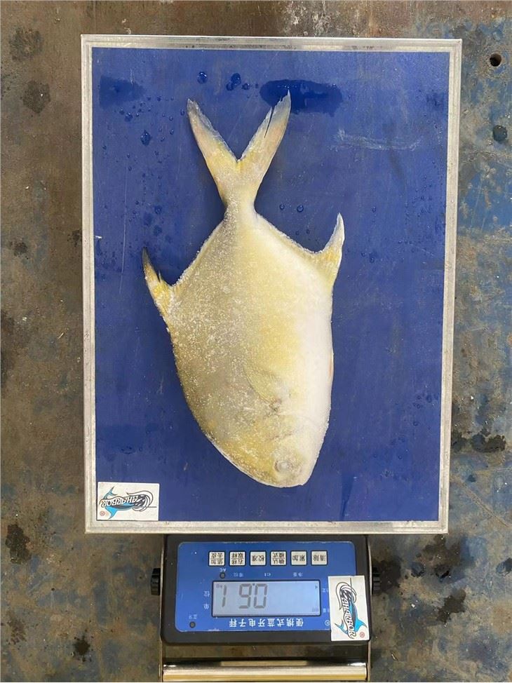 Golden Pomfret Wholesale Price