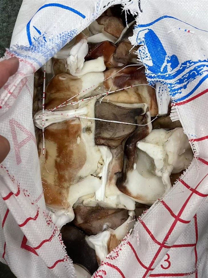 BQF Indian Ocean Squid For Frozen Squid Neck