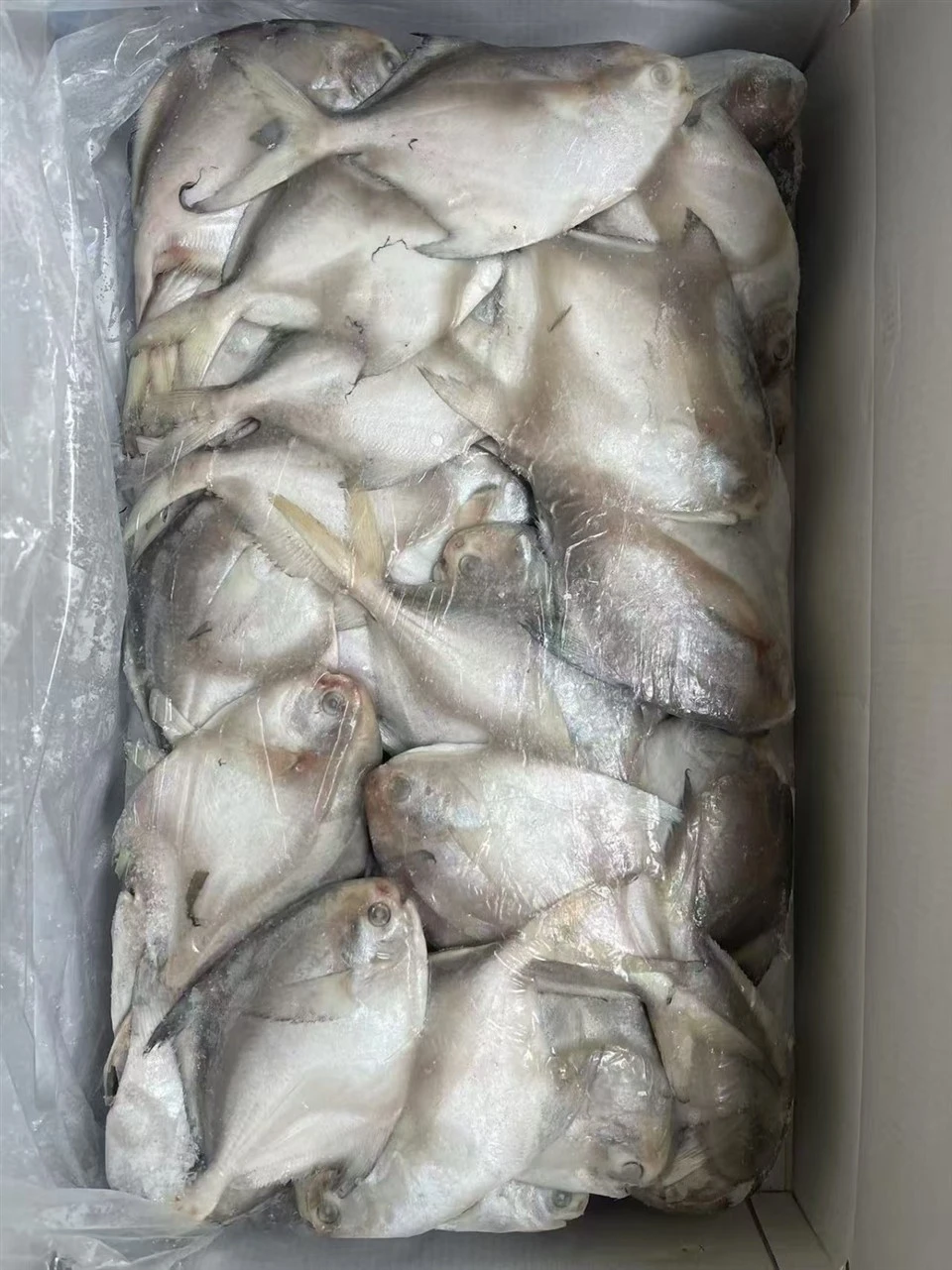 Frozen Sliver Pompano
