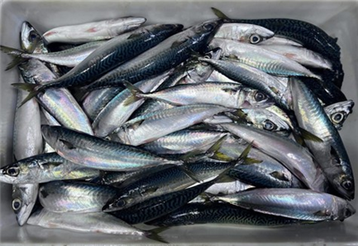 У Кореї зростає ринок замороженої скумбрії